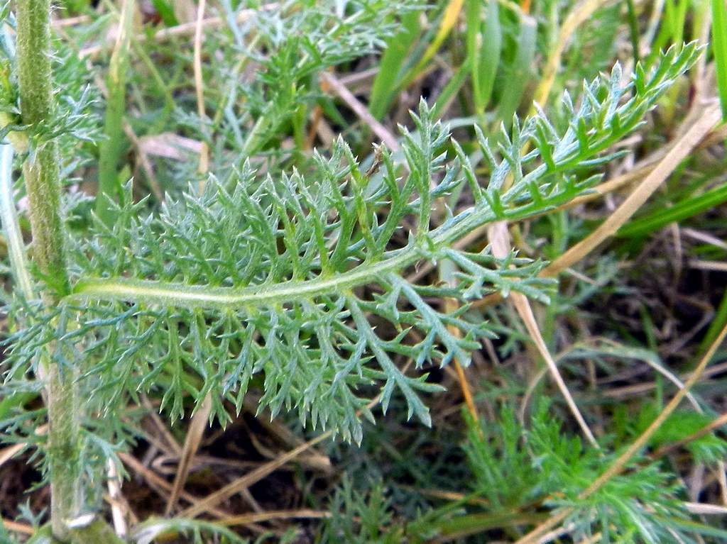 Achillea sp.